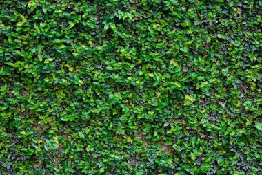 Yeşil sarmaşık doku