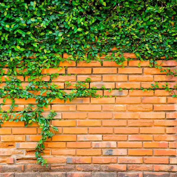 Zöld ivy a tégla falon — Stock Fotó