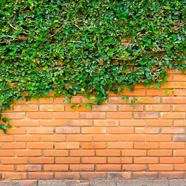 Green ivy on the brick wall — Stock Photo, Image