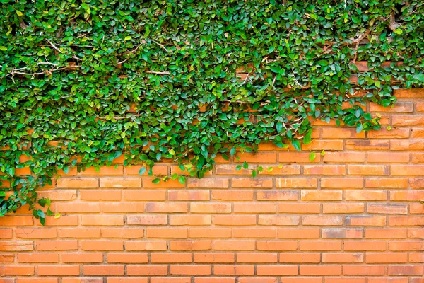 Gröna murgröna på tegelväggen — Stockfoto