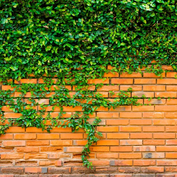 Groene klimop op de muur — Stockfoto