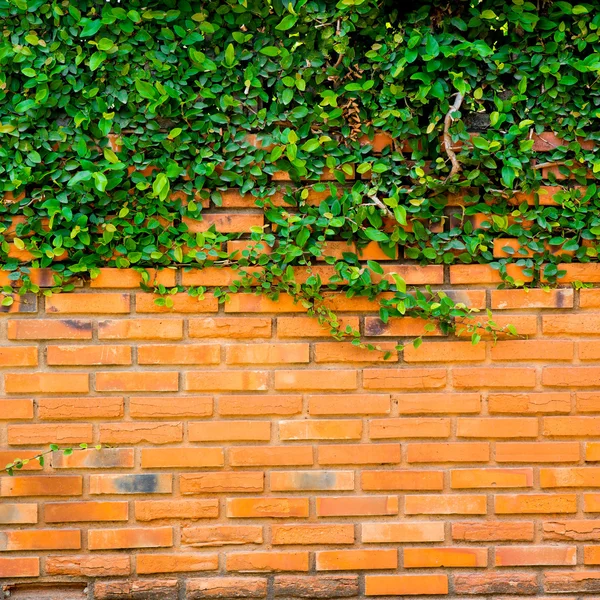 Tuğla duvar yeşil sarmaşık — Stok fotoğraf