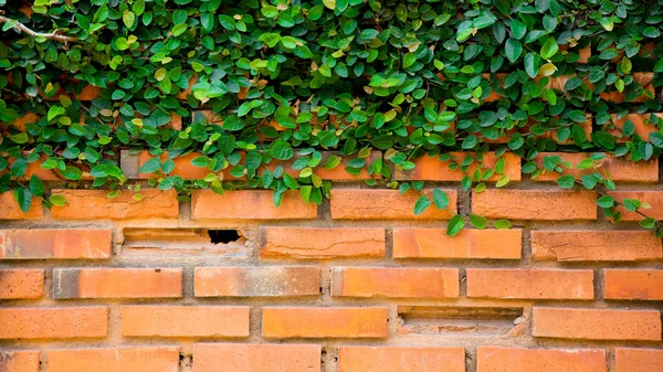 Green ivy on the brick wall — Stock Photo, Image