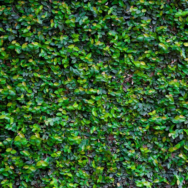 Groene klimplant textuur — Stockfoto