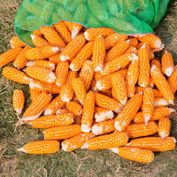 Érett kukorica — Stock Fotó