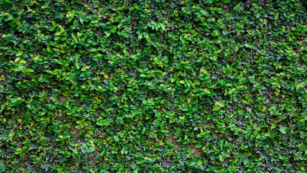 Green Creeper Texture Stock Photo by ©piyagoon 45250983