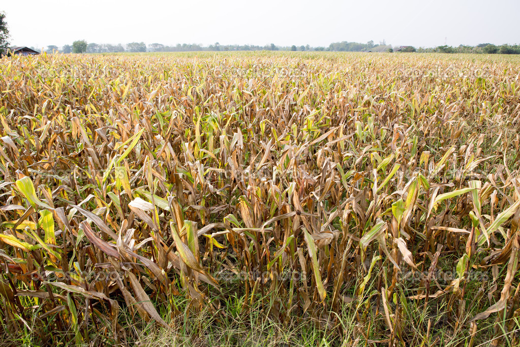 Corn Field