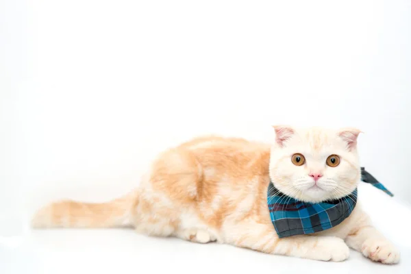 Portrait of Scottish cat isolate on white background — Stock Photo, Image