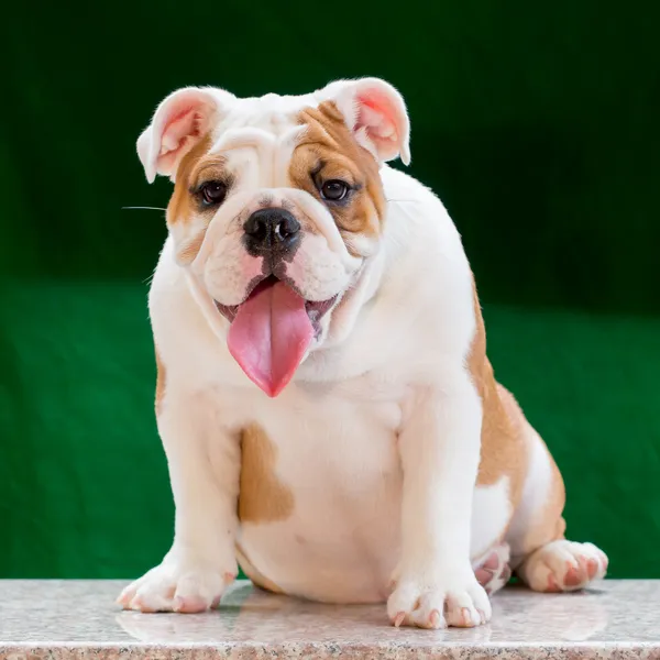 English bulldog — Stock Photo, Image