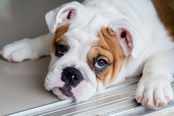 English bulldog — Stock Photo, Image