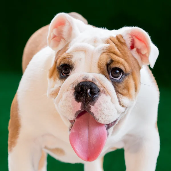 English bulldog — Stock Photo, Image