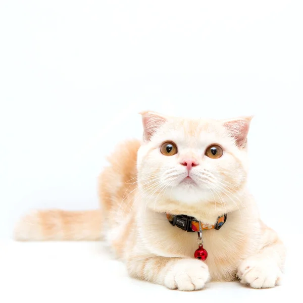 Gatto piega scozzese — Foto Stock