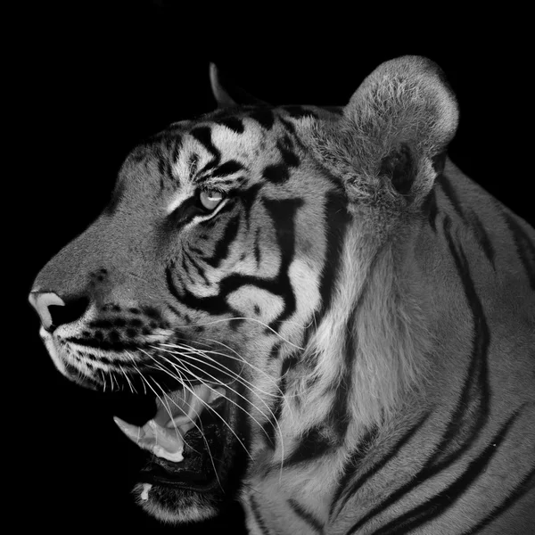 Tiger — Stockfoto