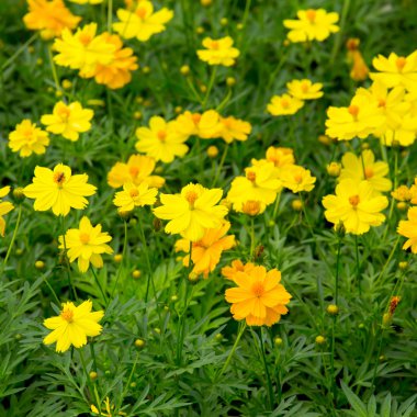 Cosmos çiçek alanı