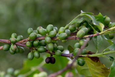 Kahve çekirdekleri ağaçta olgunlaşıyor.