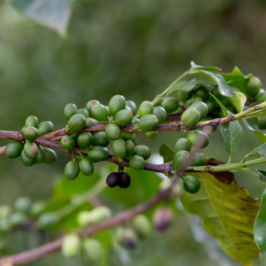 Kahve çekirdekleri ağaçta olgunlaşıyor.
