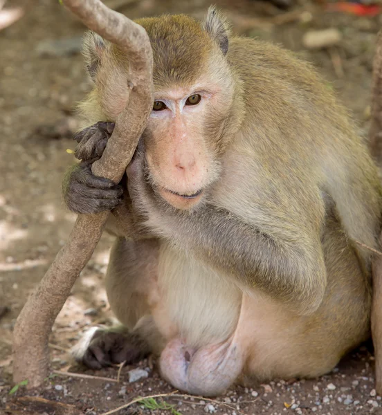 Old monkey — Stock Photo, Image