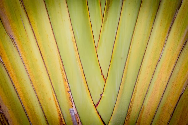 Stora palm fällbara grenar abstrakt närbild — Stockfoto