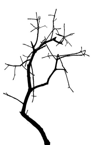 Dode boom zonder verlof — Stockfoto