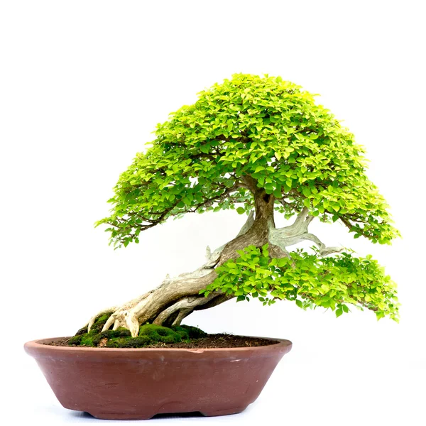 Bonsai fa elszigetelt fehér — Stock Fotó