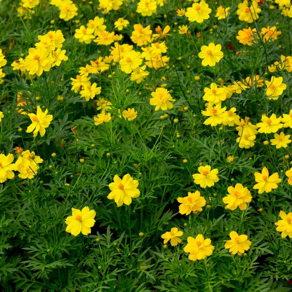 Cosmos flower in field — Stock Photo, Image