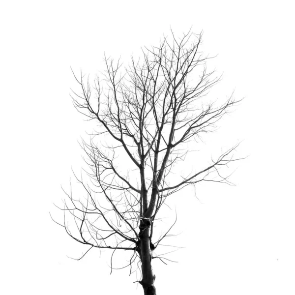 Toter Baum Ohne Blätter Auf Weißem Grund — Stockfoto