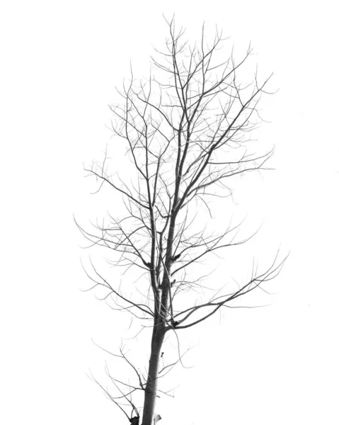 Arbre Mort Sans Feuilles Sur Blanc — Photo