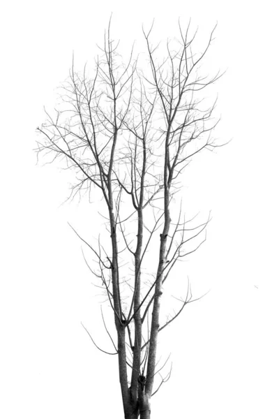 Νεκρό Δέντρο Χωρίς Φύλλα Λευκό — Φωτογραφία Αρχείου