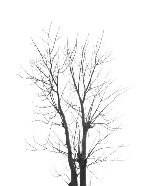 Мертве Дерево Листя Білому — стокове фото