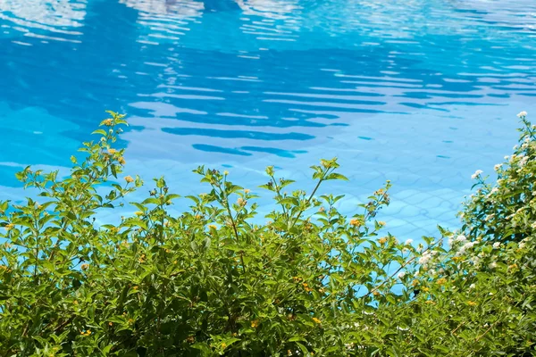 Detail of a swimming pool with hedge — Stock Photo, Image