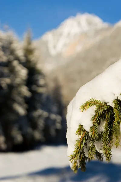 Ветка покрыта снегом — стоковое фото