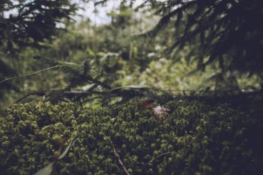 Ormandaki ağaçların altında yosun yeşili