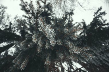 Ormanda dallar dallanır diğer ağaçların arasında, alt manzara