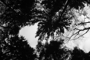 Karanlık orman, aşağıdan manzara