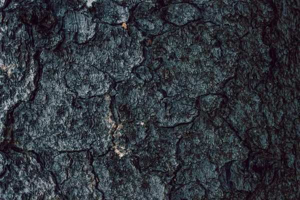 Bir orman ağacının kabuğunun dokusu — Stok fotoğraf