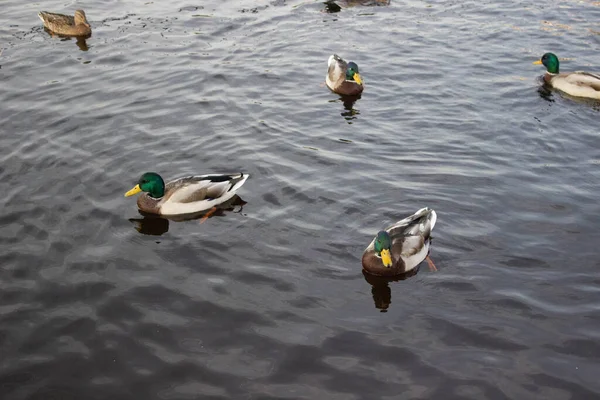 Les canards sauvages nagent dans l'étang — Photo