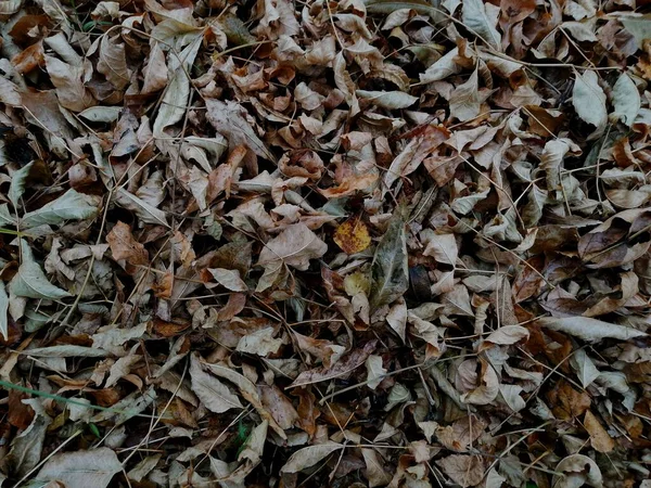 마른 낙엽 이 공원에 있고 가을 사진 이 있어요 — 스톡 사진