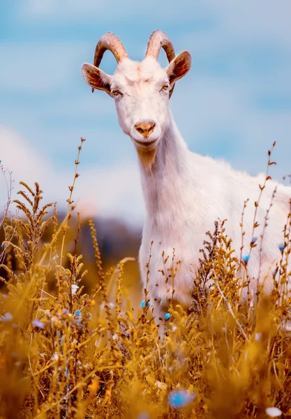 Get på fältet Stockbild