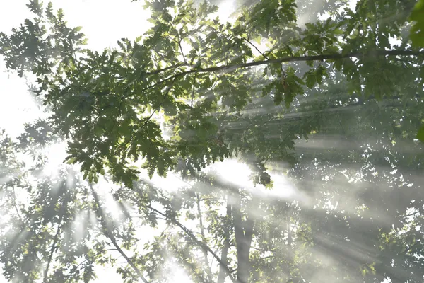 Dawn in the woods — Stock Photo, Image