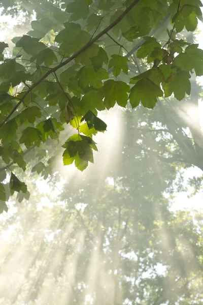 Dawn in the woods — Stock Photo, Image