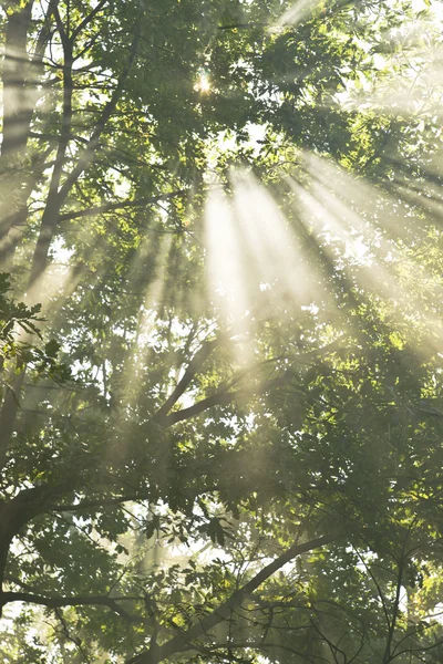 Dawn in the woods — Stock Photo, Image