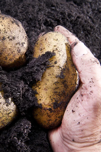 Potato harvesting — Stock Photo, Image