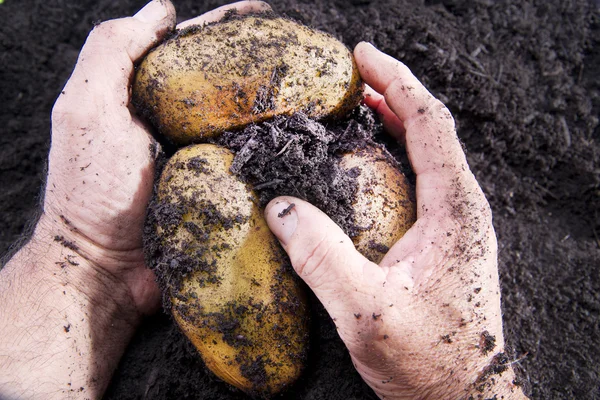 Potato harvesting — Stock Photo, Image