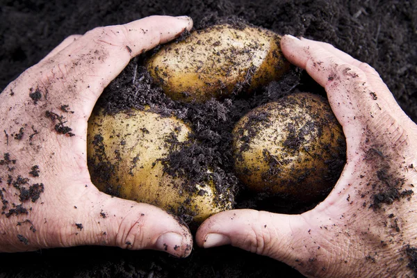 Збирання картоплі — стокове фото