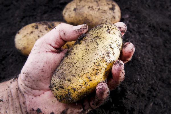 Potato harvesting — Stock Photo, Image
