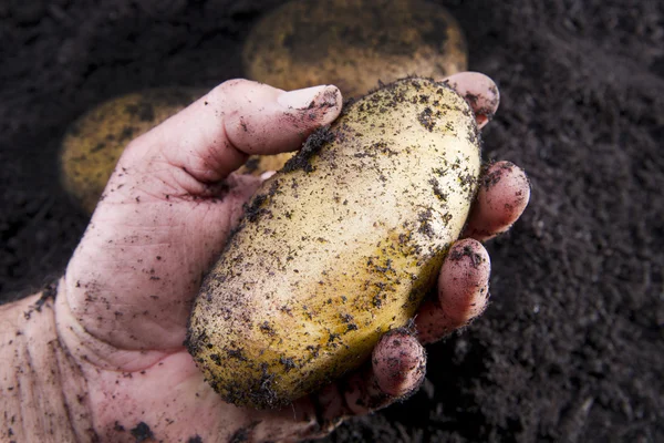 Potato harvesting — Stock Photo, Image