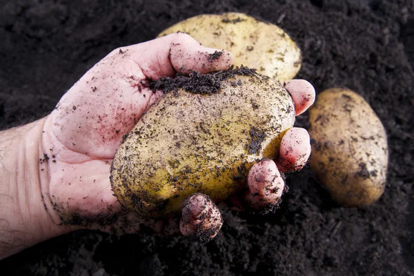 Potato harvesting — Stock Photo, Image