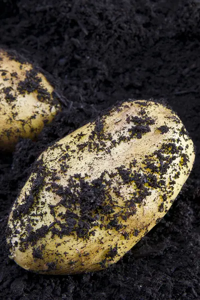 Aardappel oogsten — Stockfoto