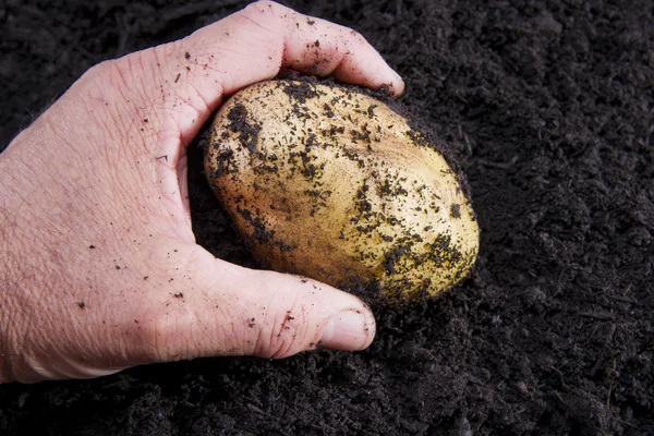 Potato harvesting — Stock Photo, Image