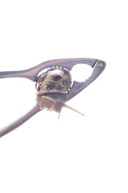 Salyangoz ve Fındıkkıran